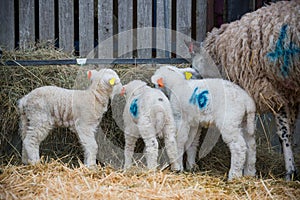 Lambs in a lambing pen feeding during the lambing season