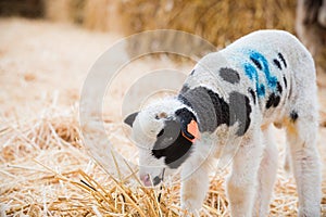 Lambs in a lambing pen during the lambing season