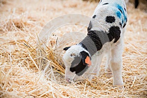 Lambs in a lambing pen during the lambing season