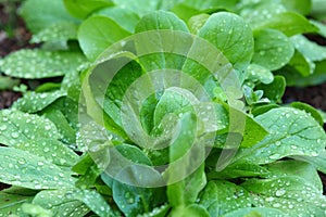 Lambs lettuce growth, watered green leaves photo