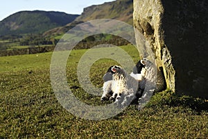 Lambs in the morning sun
