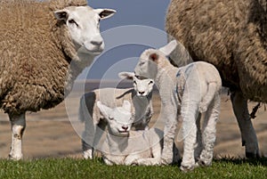 Lambs