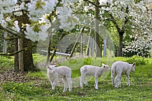 Lambs in an orchard in full blossom