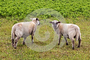 Lambs at Ouessant island. Brittany France.