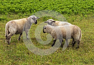 Lambs at Ouessant island. Brittany France.