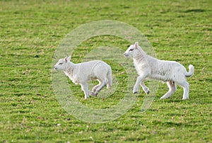 Lambs (Ovis aries) Run Through Pasture