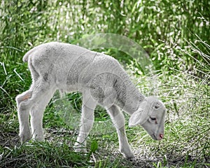Lambs in Pasture, Looking for Food