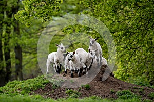 Lambs playing on a hillock.