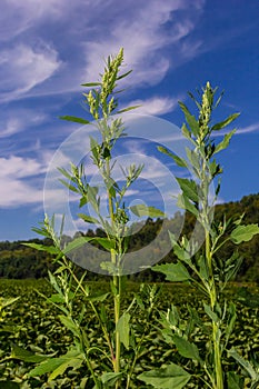 Lambs quarter flowers Lamb`s quarter Chenopodium album is a roadside weed, but the young leaves are edible