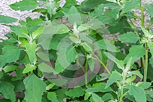 Lambs quarter flowers Lamb`s quarter Chenopodium album is a roadside weed, but the young leaves are edible