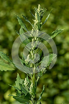 Lambs quarter flowers Lamb`s quarter Chenopodium album is a roadside weed, but the young leaves are edible