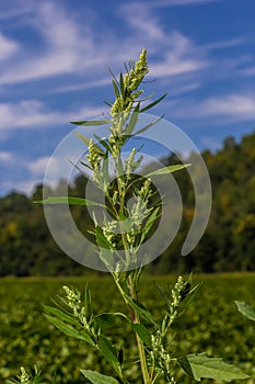 Lambs quarter flowers Lamb`s quarter Chenopodium album is a roadside weed, but the young leaves are edible