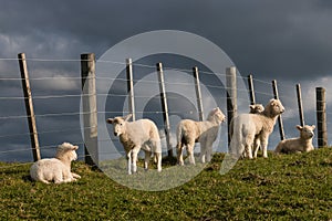 Lambs resting at fence