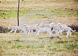 Lambs running