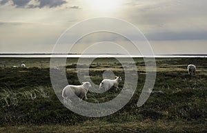 Lambs running and romping at sunrise on Sylt island photo