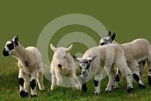 Lambs Scampering Around photo