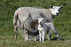 Lambs and Sheep in the dutch springtime