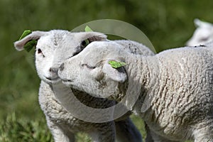 Lambs and Sheep in the dutch springtime