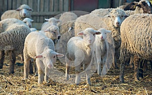 Lambs and sheep at farm