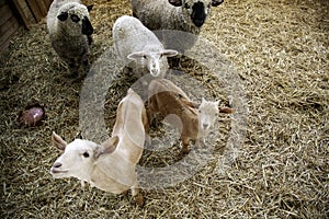 Lambs and sheep farm