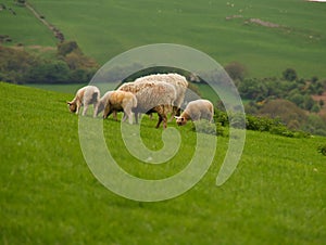 Lambs And Sheep Grazing