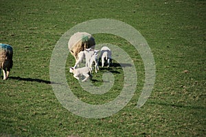 Lambs and sheep on a maedow of grass