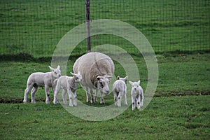 Lambs and sheep on a maedow of grass