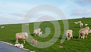 Lambs and Sheeps on the North Sea Coast