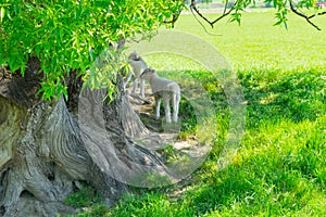 Lambs sheltering in shade of gnarly old willow tree