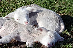 Lambs Sleeping