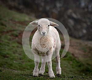 Lambs on South West Coast Path at Hope Cove Devon