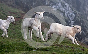 Lambs on the South West Coast Path at Hope Cove Devon