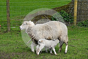 Lambs suckling the ewe.
