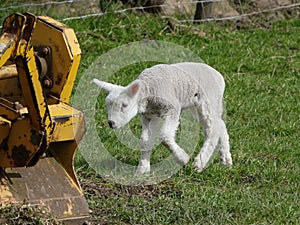 Lambs tentative steps.