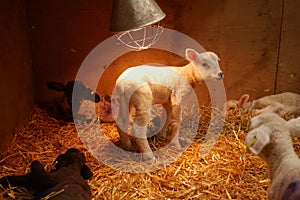 Lambs under heat lamp on straw white and black in box on farm new born