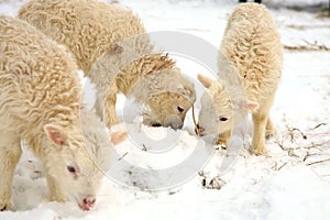 Lambs. Winter on the farm.