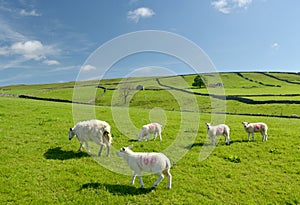 Lambs in Yorkshire Dales