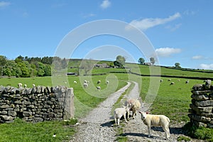 Lambs in Yorkshire Dales