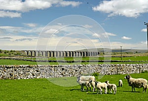 Lambs in Yorkshire Dales