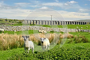 Lambs in Yorkshire Dales