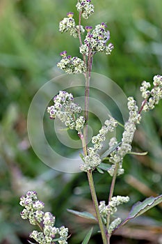 Lambsquarters 603057