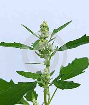 Lambsquarters (Chenopodium album)