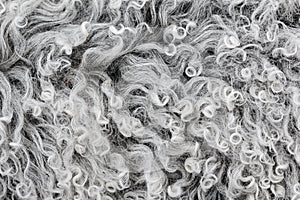 Lambswool texture, background close up.