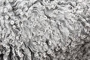 Lambswool texture, background close up.