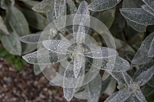 Lambâ€™s ear plant, leaves with raindrops