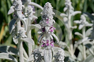 Lambâ€™s ear, silvery flowers in garden