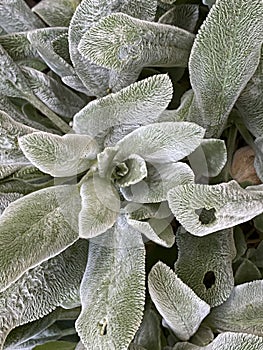 Lambâ€™s ears, Stachys byzantina or Stachys olympica Plant Photo