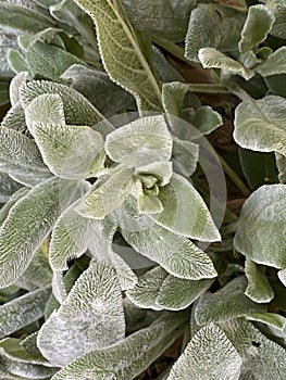 Lambâ€™s ears, Stachys byzantina or Stachys olympica Plant Photo