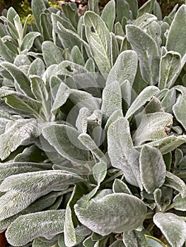 Lambâ€™s ears, Stachys byzantina or Stachys olympica Plant Photo