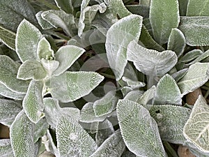 Lambâ€™s ears, Stachys byzantina or Stachys olympica Plant Photo